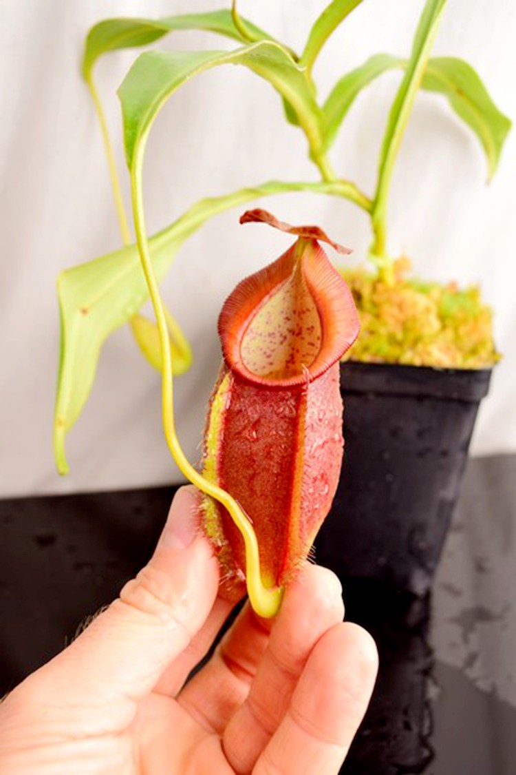 匙叶交裸瓶猪笼草食虫植物低地高地品种非常可爱漂亮的笼子