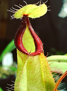 维京海盗交钩唇猪笼草可爱笼子mirabilis var. globosa x hamata