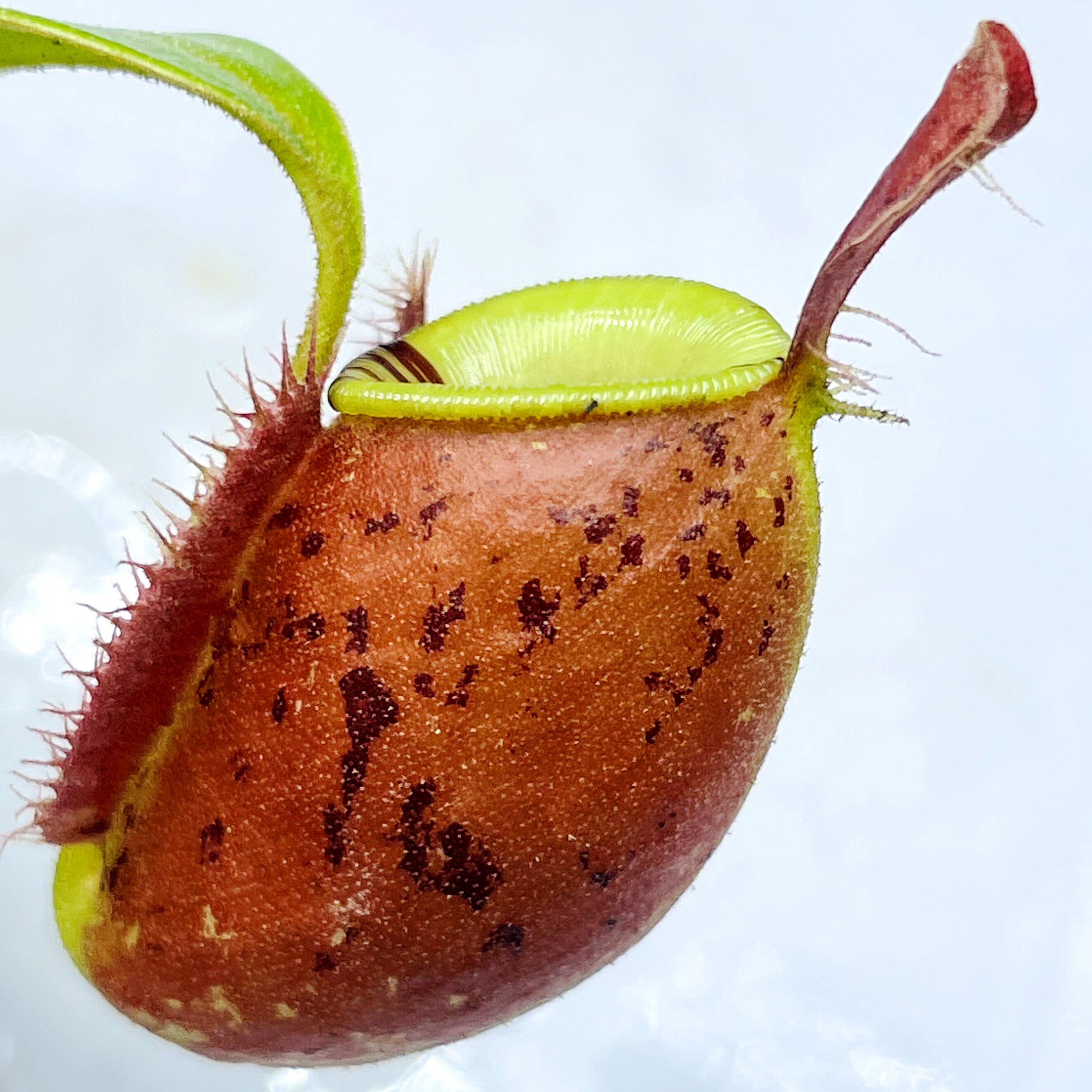 食虫植物黑斑红苹果猪笼草盆栽ampullaria red spotted