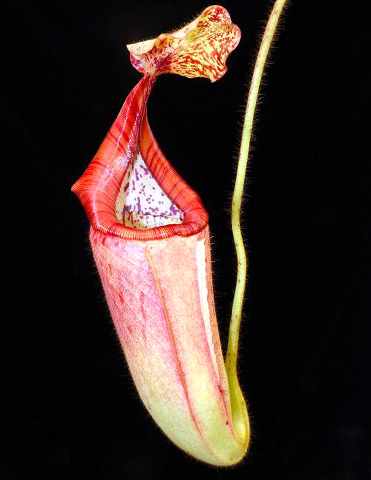 有腺交维奇猪笼草食虫植物低地高地品种非常可爱漂亮的笼子