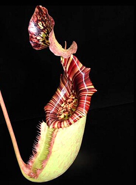 斑豹x（维奇x劳氏）猪笼草梦幻burbidgeae x (veitchii x lowii)