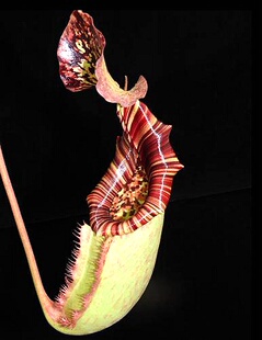 斑豹x（维奇x劳氏）猪笼草梦幻burbidgeae x (veitchii x lowii)