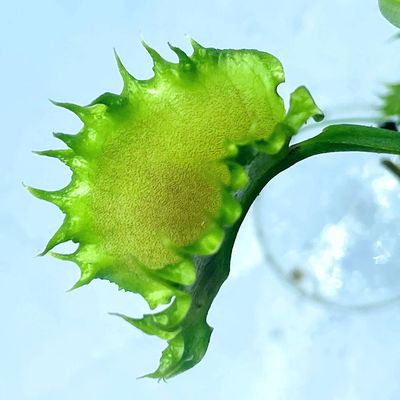 食虫植物 饺子捕蝇草  特色高端 捕蝇草 Dumpling