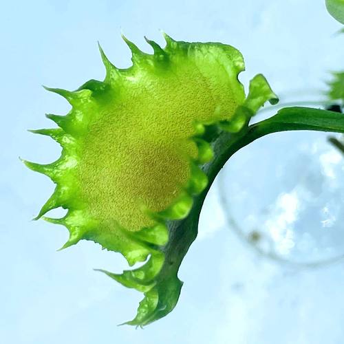 食虫植物 饺子捕蝇草  特色高端 捕蝇草 Dumpling