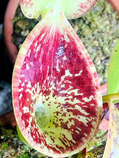 高地猪笼草怕热耐冷 猪笼草梦幻原种lowii 劳氏猪笼草 大嘴花唇