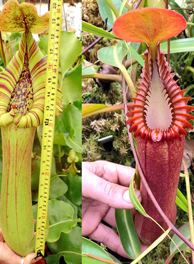 宝特（巨大）x爱德华猪笼草梦幻truncata - giant x edwardsiana
