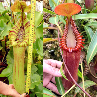 宝特 giant x爱德华猪笼草梦幻truncata edwardsiana 巨大