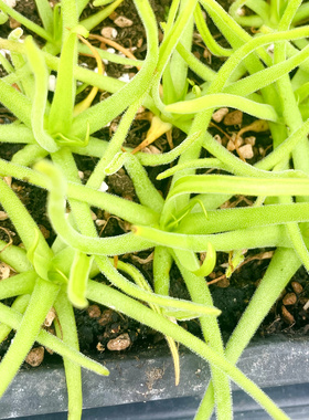 墨克提马捕虫堇多肉食人花捕蝇草驱蚊草喜阴花卉盆栽Moctezumae