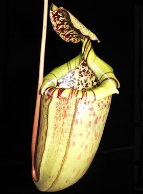 斑豹交辛布亚猪笼草食虫植物非常可爱burbidgeae x sibuyanensis