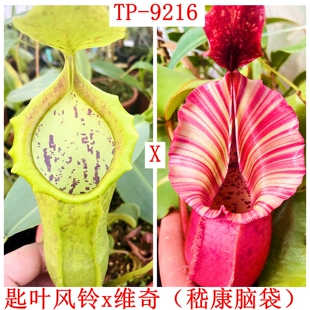 匙叶风铃交维奇（嵇康脑袋）猪笼草spa x camp x veitchii TP9216