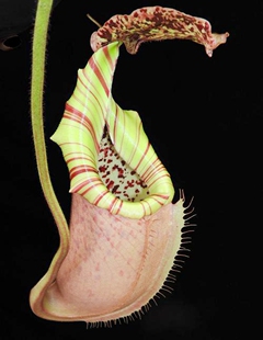 斑豹交维奇猪笼草食虫植物低地高地品种非常可爱漂亮的笼子