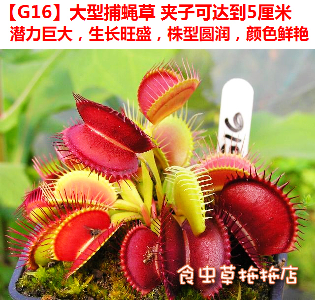食虫捕蝇草巨型植物