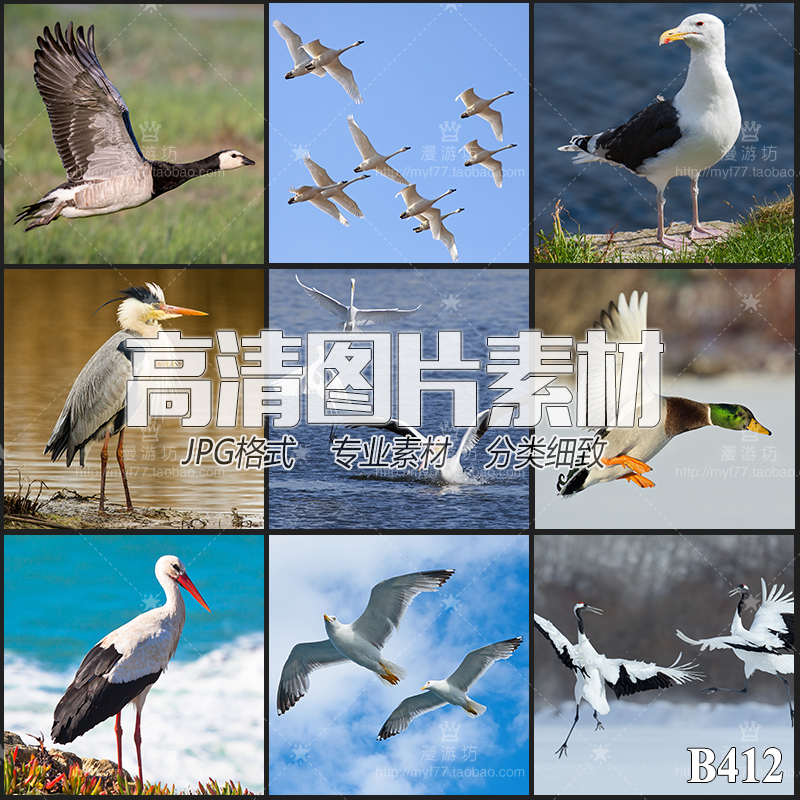 水鸟海鸟飞翔的鸟大雁海鸥野鸭天鹅白鹤jpg高清图片