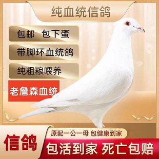 纯种肉鸽种鸽子繁殖快 元宝活体小鸽子纯正黑金刚鸽子公棚
