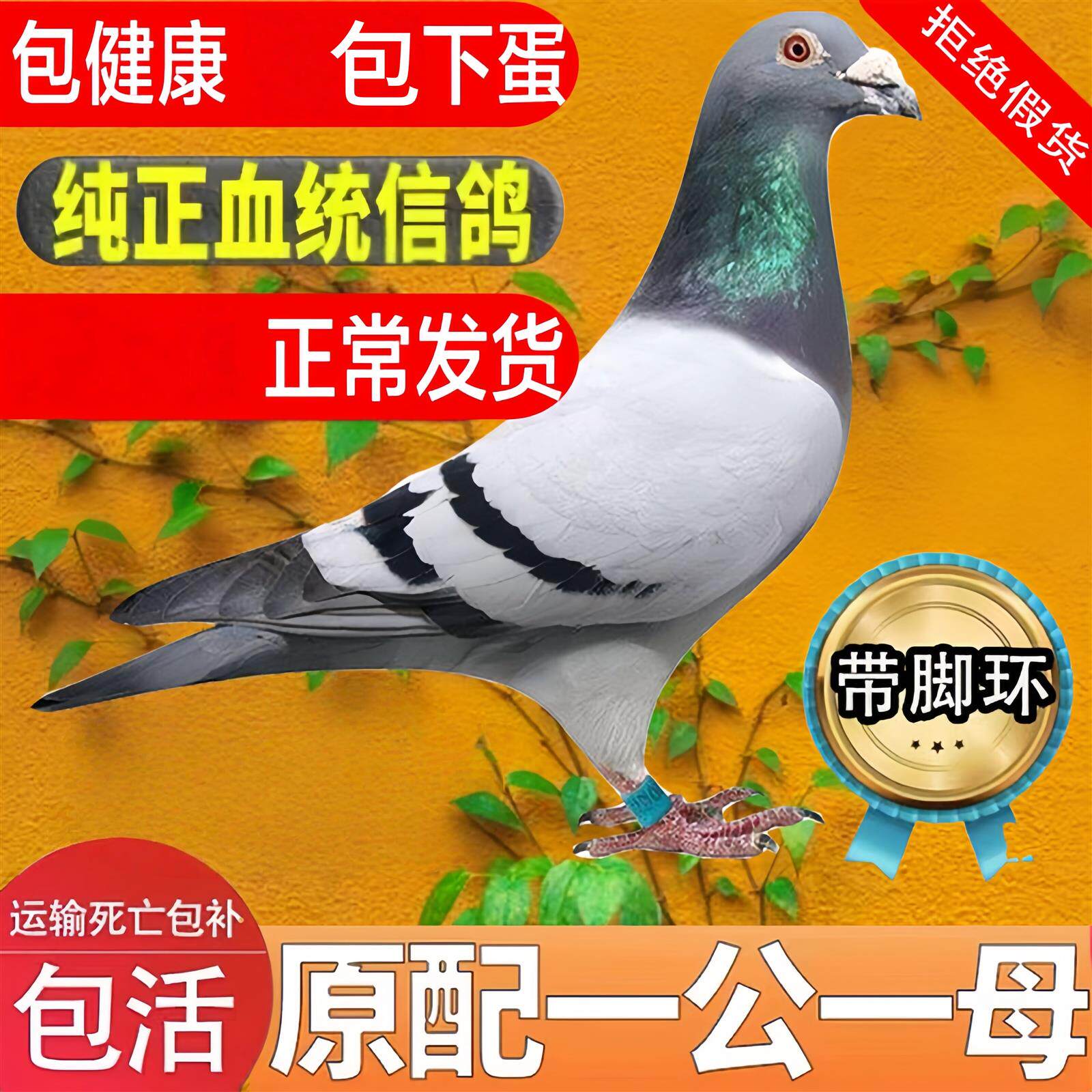 瓦灰鸽鸽子活体纯种红狐狸赛鸽元宝下蛋小鸽子鸽蛋信鸽