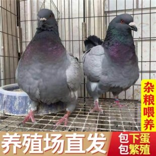 鸽子大体元宝种鸽子鸟类鸽蛋到家活体正宗肉鸽特大巨鸽