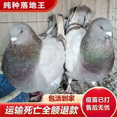 王一对肉鸽鸽子种鸽元宝活纯种小鸽活苗公母鸽子苗繁殖可落地