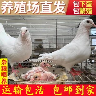 活体纯种白鸽特优质元宝雨点巨型信鸽鸟类白羽王落地王鸽黑色