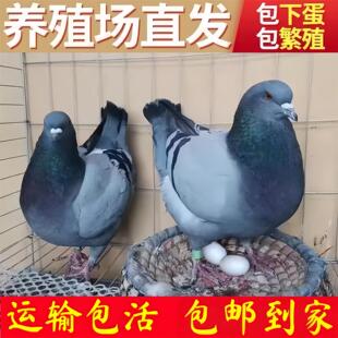 鸽子灰色元宝种鸽子活体观赏鸽蝴蝶花幼鸽纯种繁殖彩背鸽