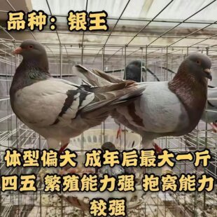 米玛斯落地王鸽信鸽雨点鸽子青年鸽青年成年鸽活苗活物红色