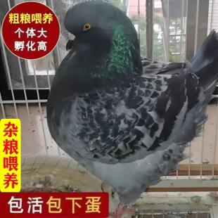 活体成年鸽雨点下蛋特优质元宝鸽鸽子招财元宝纯种活物原配
