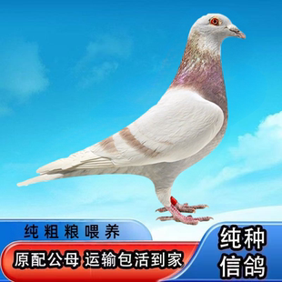 白羽王血统元宝原配雨点纯种活体信鸽下蛋瓦灰鸽繁殖快