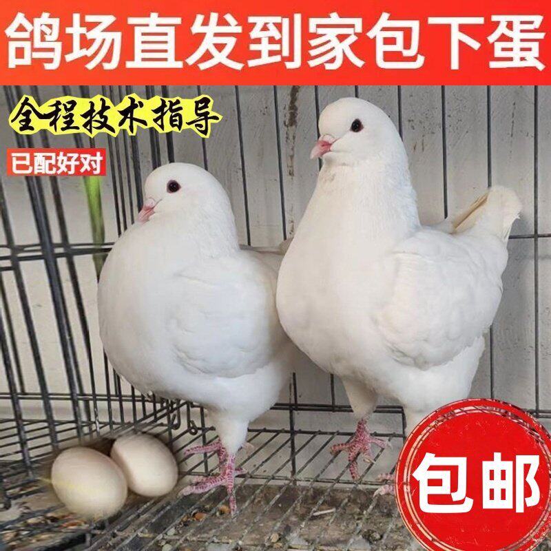 巨型招财白鸽红卡奴一公一母银王元宝巨鸽招财元宝灰色血统