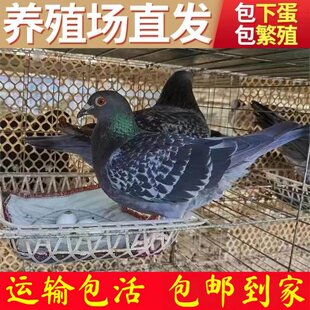 种鸽子落地王鸽公棚红卡奴活体信鸽正宗黑金刚纯种元宝