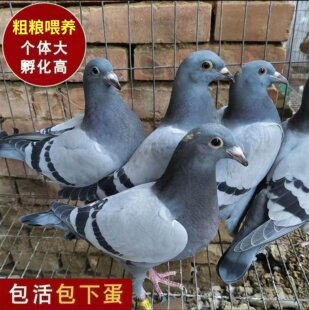 雨点活苗招财种鸽红狐元宝活体幼鸽观赏鸽子血统鸽纯种两头红