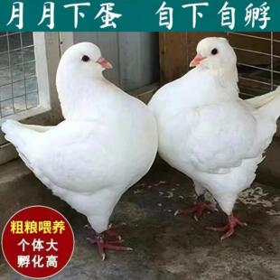 公棚幼鸽种鸽纯种活体元宝鸽子灰色一公一母肉鸽落地王鸽