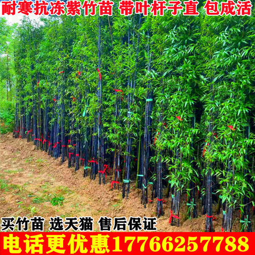 紫竹苗庭院植物全冠不修剪竹子苗罗汉竹金镶玉竹盆栽北方户外耐寒