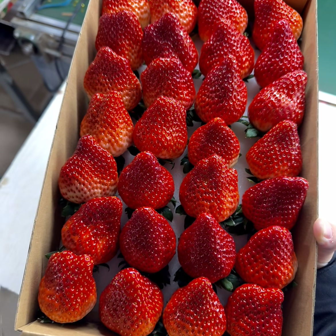 正宗丹东草莓东港99草莓红颜牛奶草莓礼盒现摘新鲜水果孕妇当应季