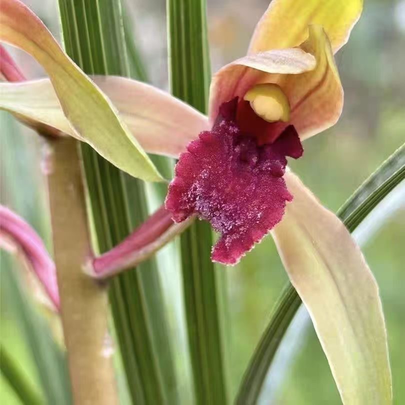 兰花浓香蕙兰九头九节兰四季花卉绿植物盆景春兰花苗兰草大丛连体