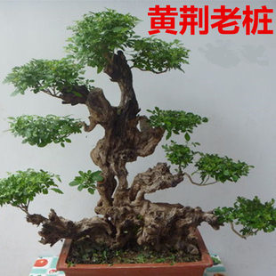 包邮黄荆盆景老桩舍利碳化镂空生桩易活树根雕客厅庭园绿植盆栽