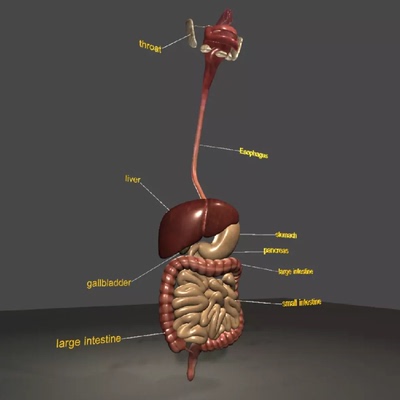 Unity 人体消化系统肠胃食道模型 digestive system 3D Model 1.0