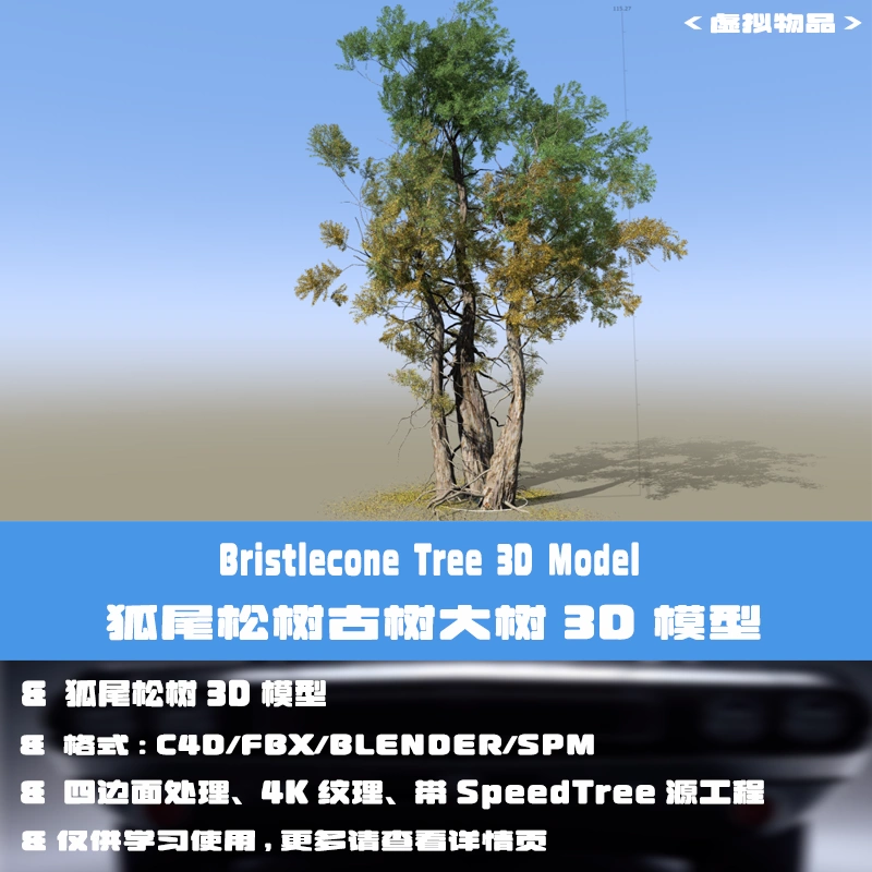 C4D老树古树3D模型狐尾松Blender大树Speedtree工程3DMAX FBX模型