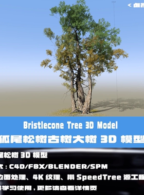 C4D老树古树3D模型狐尾松Blender大树Speedtree工程3DMAX FBX模型