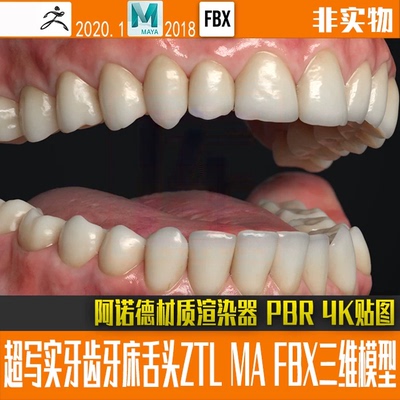 zbrush Maya FBX写实牙齿牙床舌头三维模型阿诺德材质渲染4K贴图