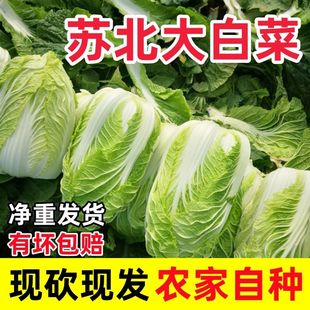 苏北农家自种大白菜新鲜蔬菜当季时令蔬菜露天霜冻白菜现摘现发