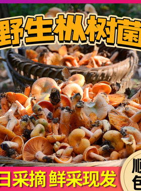 野生枞树菇乌枞菌三九菇寒菌枞树菌松树菌雁鹅树菇松菌重阳菌野菌