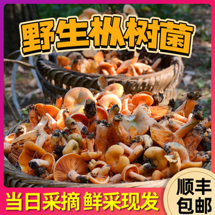 野生枞树菇乌枞菌三九菇寒菌枞树菌松树菌雁鹅树菇松菌重阳菌野菌