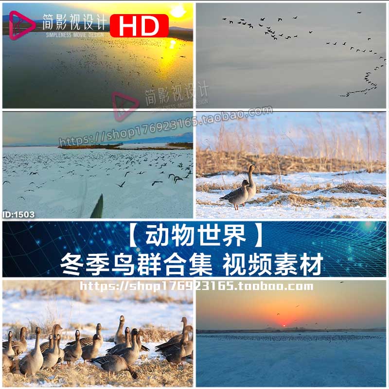 【动物世界】 冬季鸟群合集 视频素材