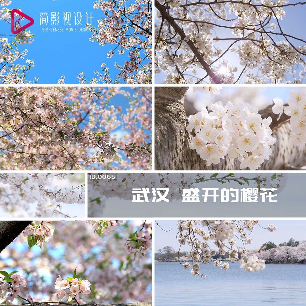 唯美盛开日本樱花东京樱花武大樱花同类武汉直播视频素材大学樱花