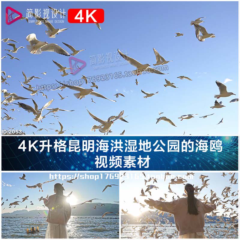 4K升格昆明海洪湿地公园的海鸥设计素材/源文件