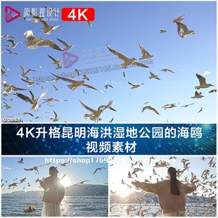 4K升格昆明海洪湿地公园的海鸥 视频素材