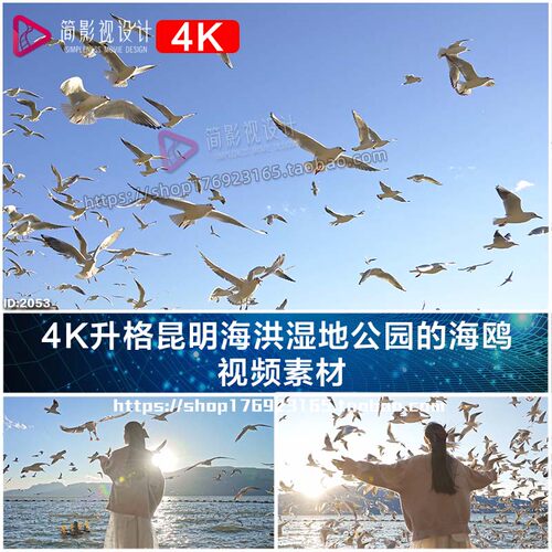4K升格昆明海洪湿地公园的海鸥  视频素材