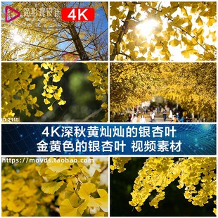 4K深秋黄灿灿的银杏叶 金黄色的银杏叶 视频素材