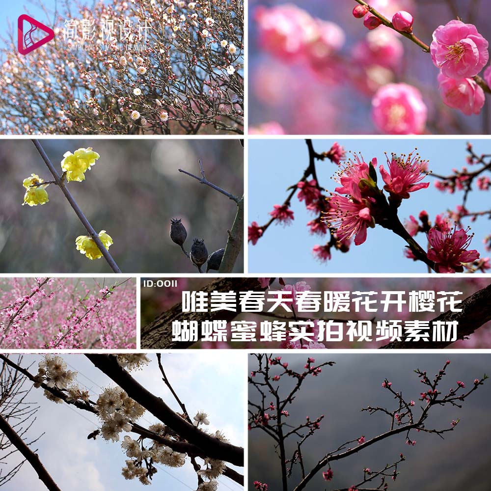 唯美春天 春暖花开樱花桃花油菜花 蝴蝶蜜蜂 实拍视频素材
