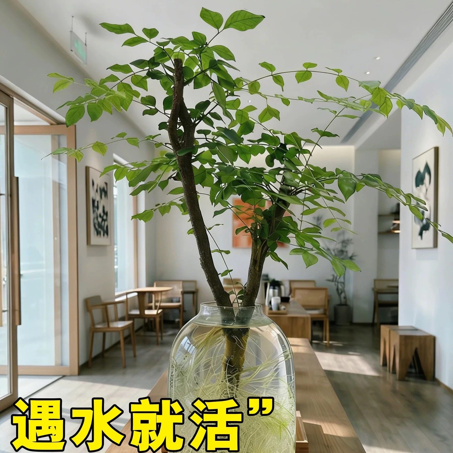 水培小叶女贞好养四季室内观叶绿植懒人植物水养摆件鲜切年宵花