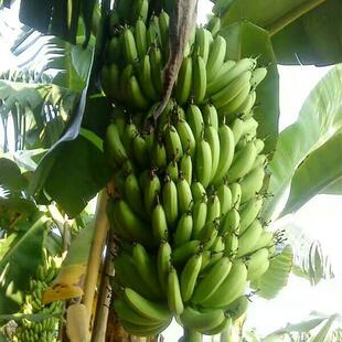 广西香蕉 非牛蕉大芭蕉小米焦皇帝蕉粉蕉 新鲜水果10斤带箱大香蕉